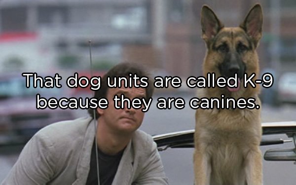 k9 movie - That dog units are called K9 because they are canines.
