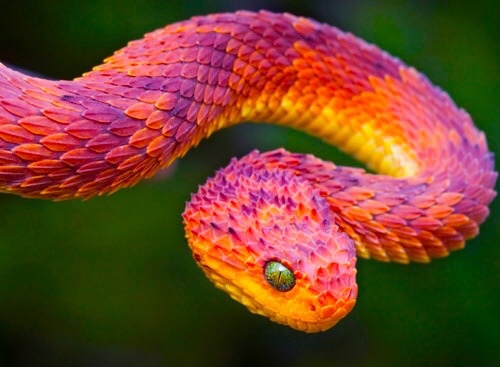most venomous snakes