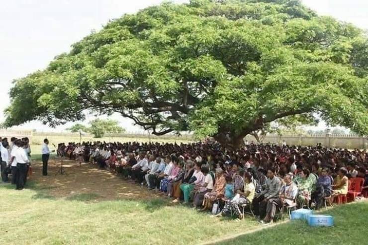 The value of a single tree.