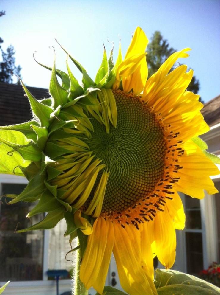 A half-open sunflower