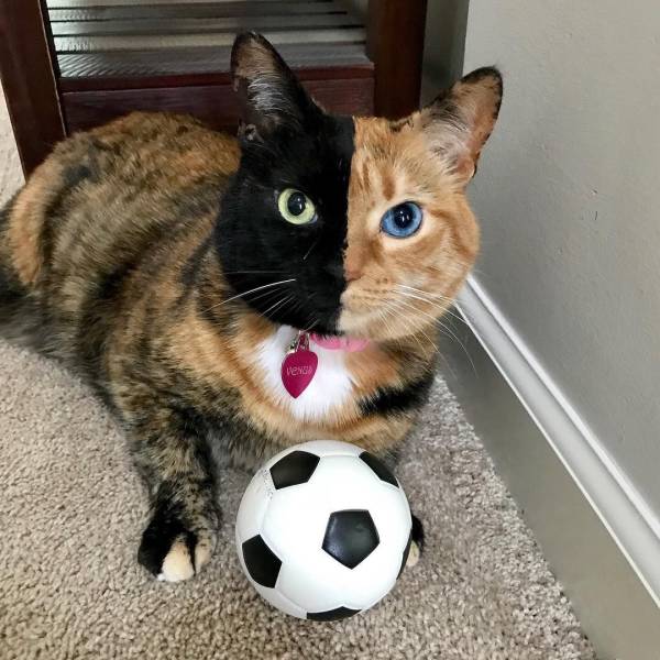 An amazing chimera cat.