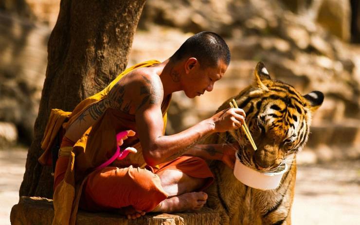 A monk feeding a tiger.