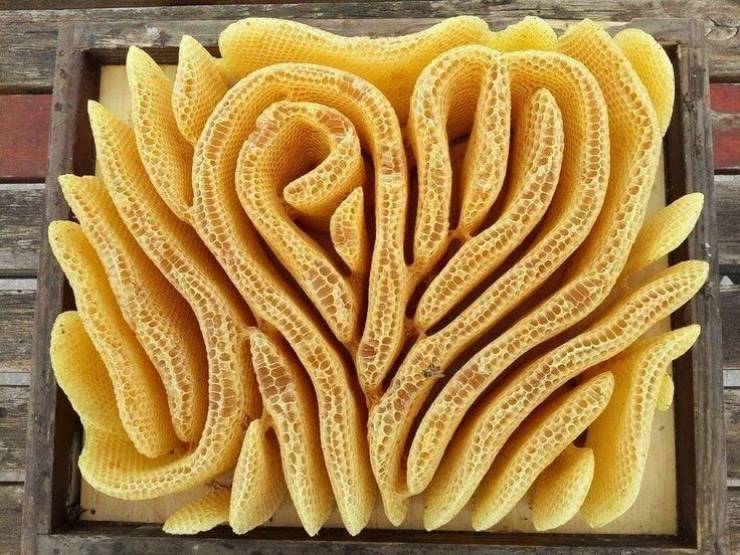 Folded honeycomb.