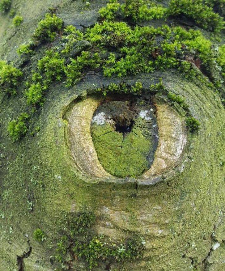 A part of this tree trunk looks like an eye.