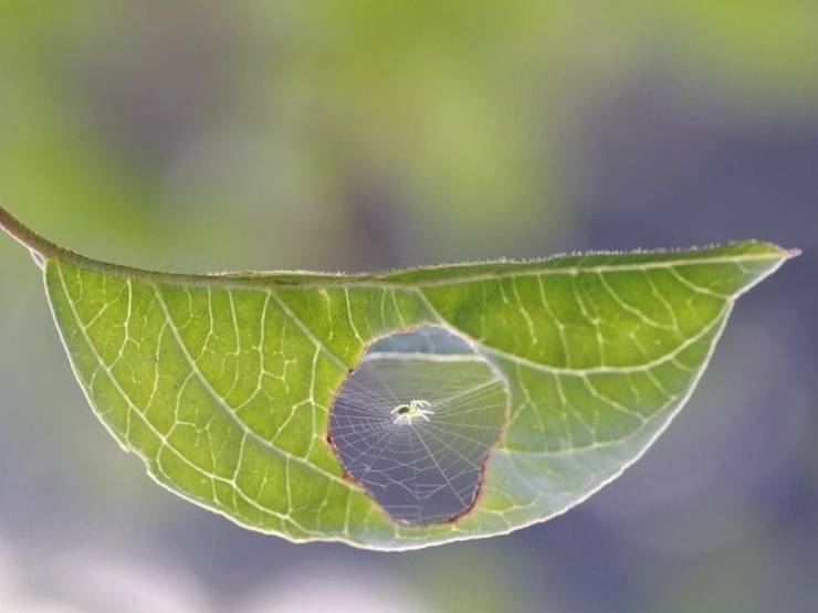 This spider patched up a hole in a leaf.