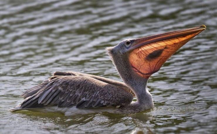 A pelican with a fish in its mouth.