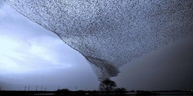 Tornado of birds.