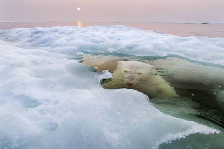 A polar bear is peering up from beneath the melting ice.