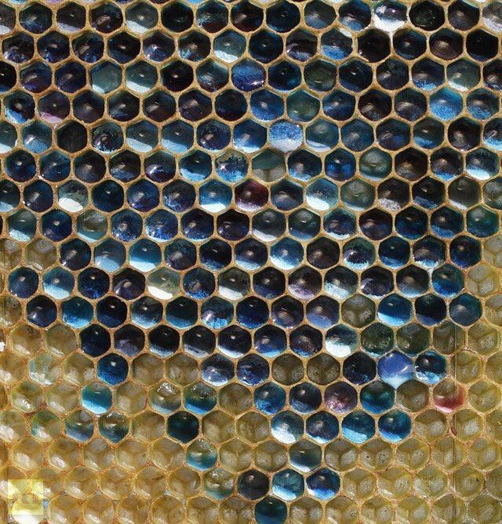 French bees created blue and green honey after raiding an M&M factory.