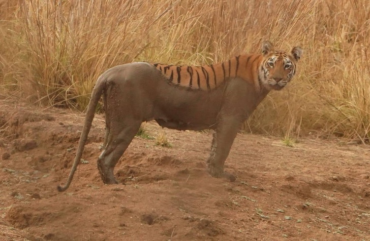 A tiger after a mud bath.