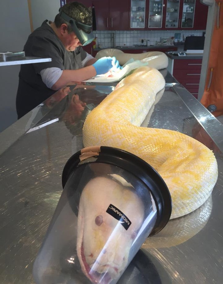 A python at a veterinary clinic in Belgium.