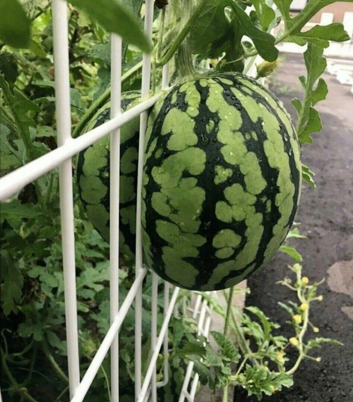 A watermelon trying to escape.