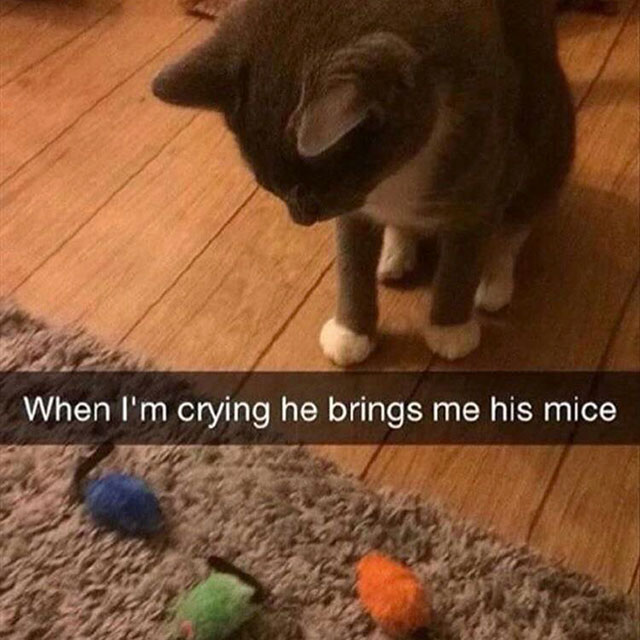 can cats know when you re sad - When I'm crying he brings me his mice