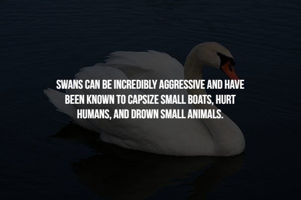 fela kuti black president - Swans Can Be Incredibly Aggressive And Have Been Known To Capsize Small Boats, Hurt Humans, And Drown Small Animals.