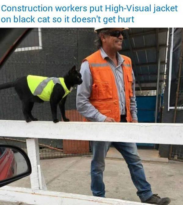 black cat construction worker - Construction workers put HighVisual jacket on black cat so it doesn't get hurt