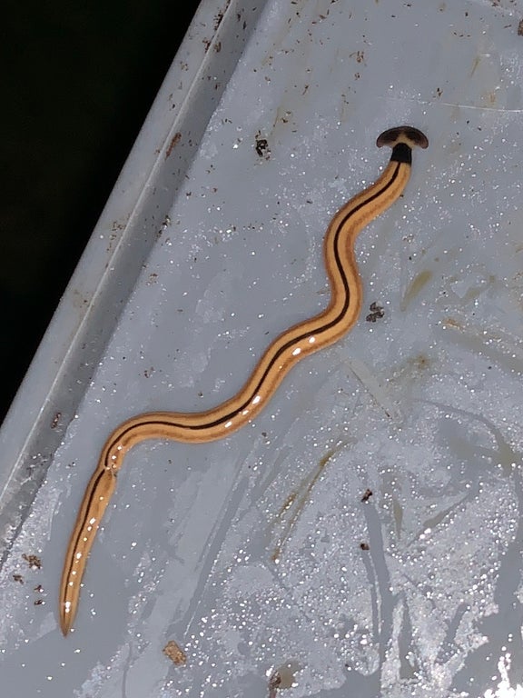 A hammerhead slug.