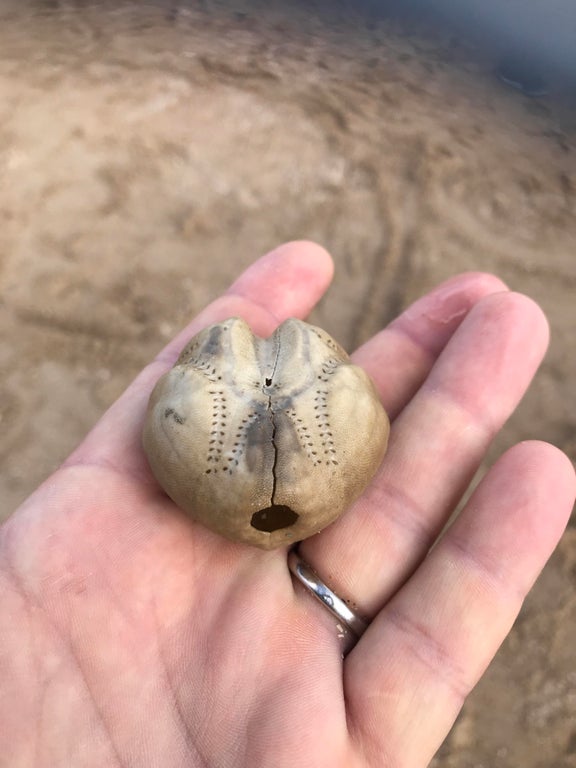 It’s a sea urchin shell.