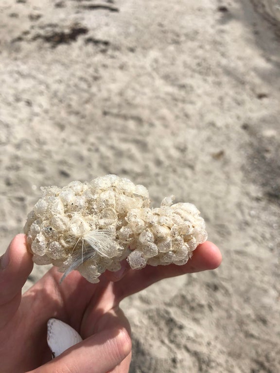 Egg mass of the common whelk.