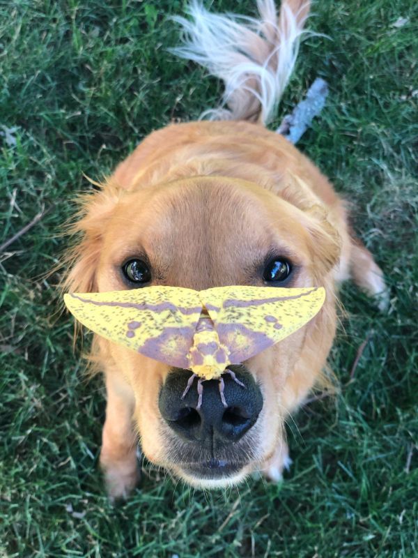 Dog meets moth.