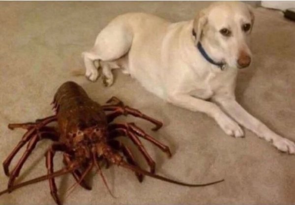 cursed - goose the lobster