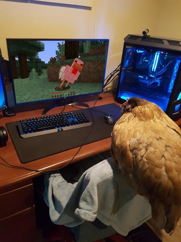 minecraft thicc chicken