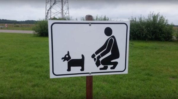 clean up after your dog