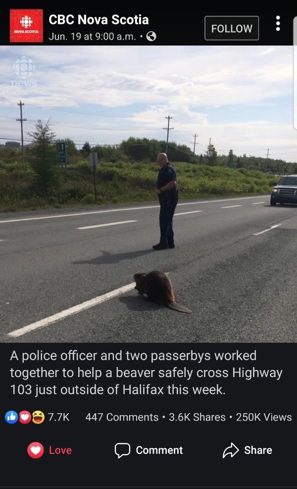 Nova Scotia Jun. 19 at a.m.. ... Nova Scotia new A police officer and two passerbys worked together to help a beaver safely cross Highway 103 just outside of Halifax this week.