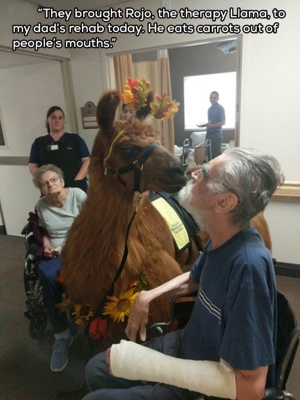 They brought Rojo, the therapy Llama, to my dad's rehab today. He eats carrots out of people's mouths.