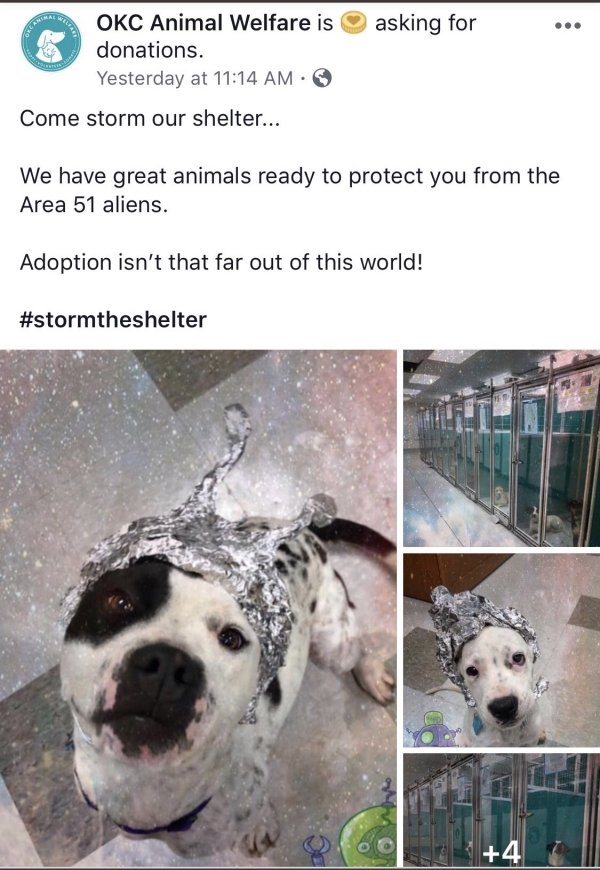 Area 51 - asking for Okc Animal Welfare is donations. Yesterday at Come storm our shelter... We have great animals ready to protect you from the Area 51 aliens. Adoption isn't that far out of this world!