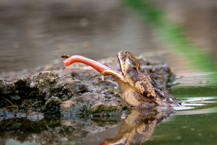 Toad in the water catching a fly with it's tongue