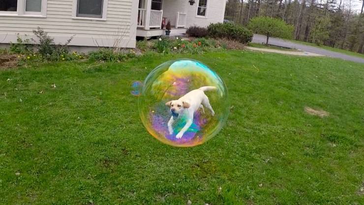 dog in a bubble