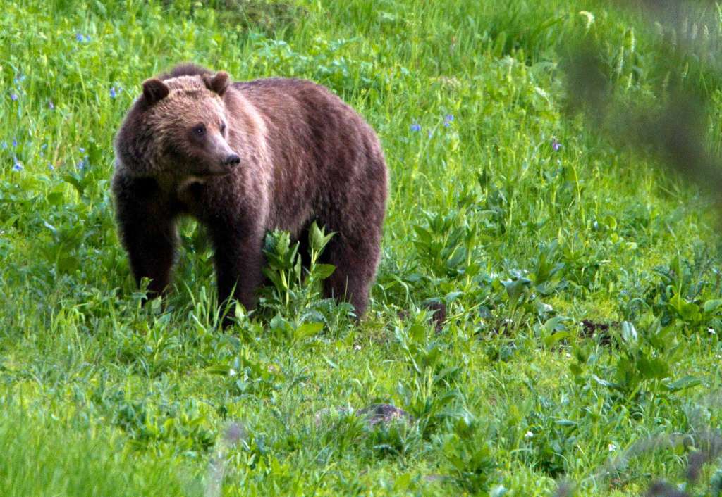 bears in washington state