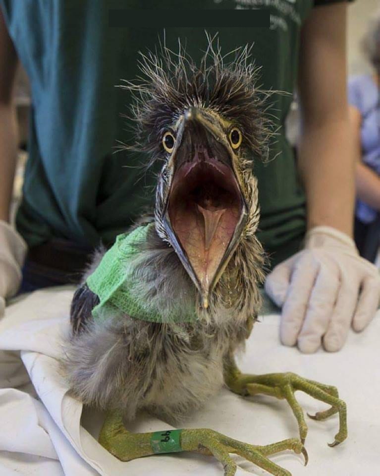 baby nycticorax