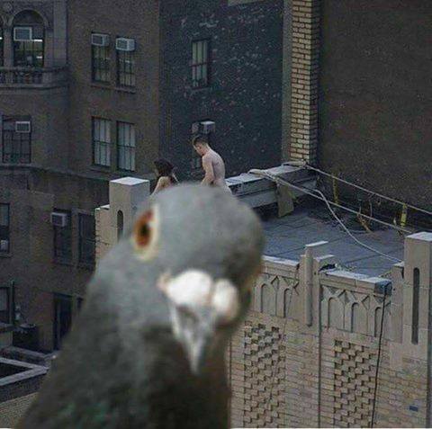 pigeon photobomb
