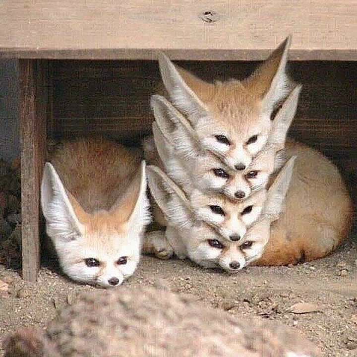 fox posts - Best Me