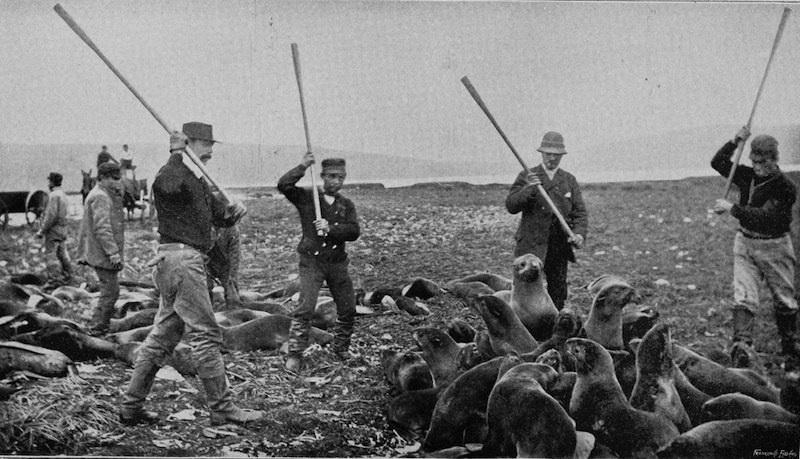 Seals are beaten to death with sticks, St. Paul island, Alaska, 1895.