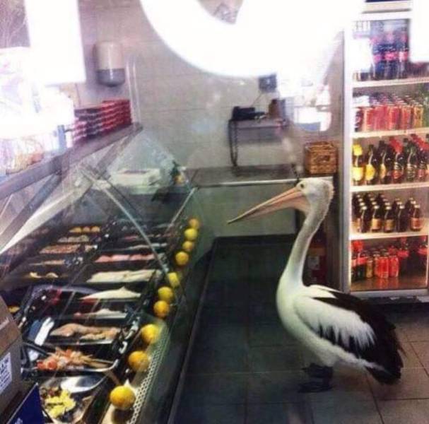 wtf pelican in the grocery store be like wheres the beef