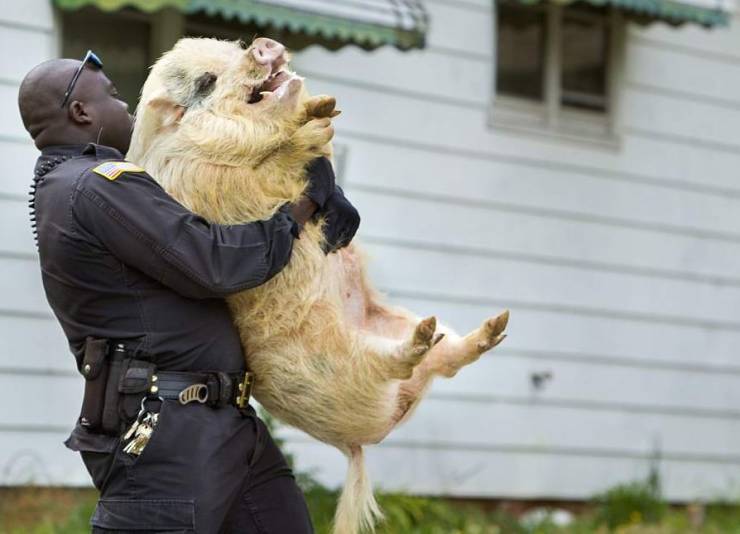 wtf police carrying pig