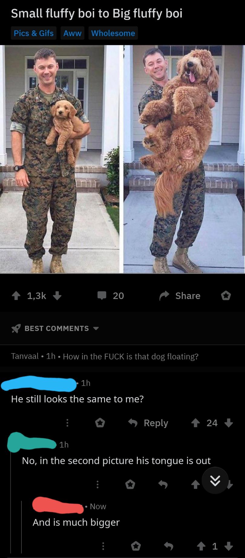 before and after deployment - Small fluffy boi to Big fluffy boi Pics & Gifs Aww Wholesome 20 V Best Tanvaal 1h How in the Fuck is that dog floating? 1h He still looks the same to me? 24 1h No, in the second picture his tongue is out Now And is much bigge