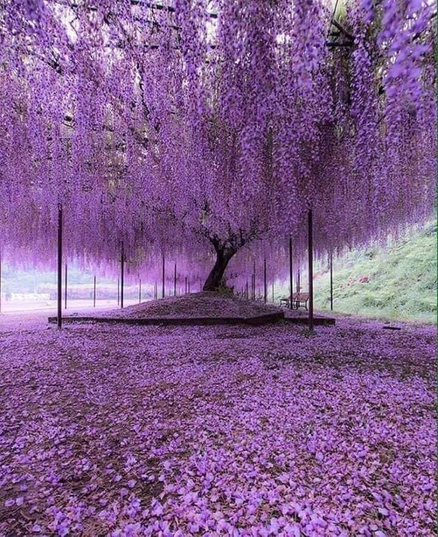 A 200 year old Wisteria tree in Japan.