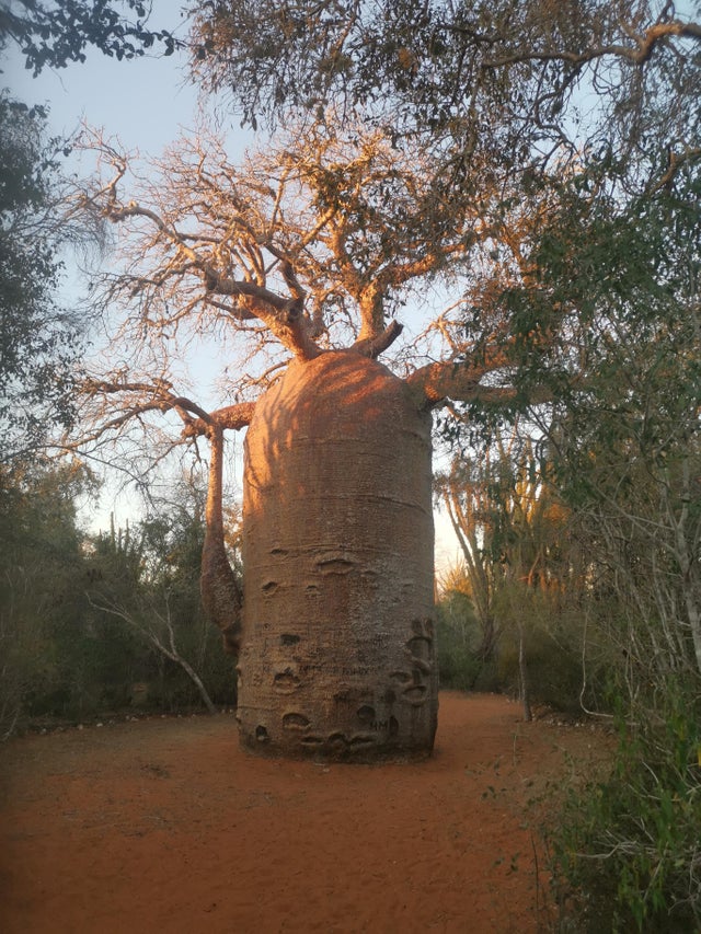 Baobab tree.