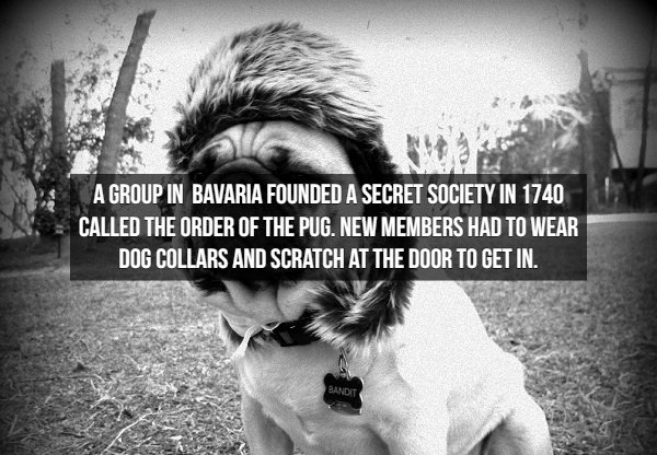 photograph - A Group In Bavaria Founded A Secret Society In 1740 Called The Order Of The Pug, New Members Had To Wear Dog Collars And Scratch At The Door To Get In. Bandit