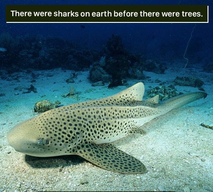 zebra shark - There were sharks on earth before there were trees.