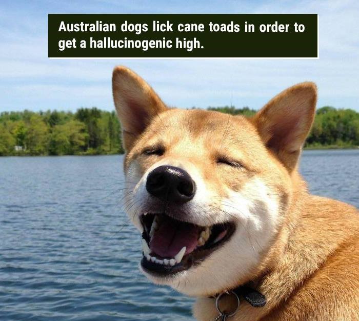 shibe background - Australian dogs lick cane toads in order to get a hallucinogenic high.