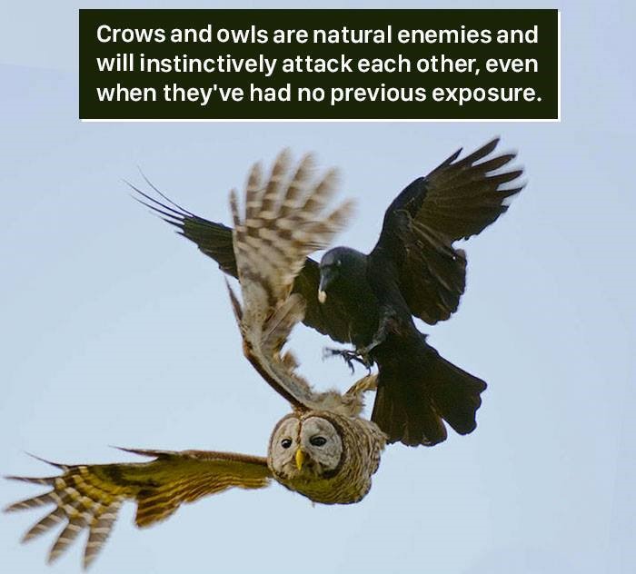 owl crow - Crows and owls are natural enemies and will instinctively attack each other, even when they've had no previous exposure.