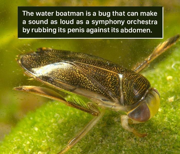 pest - The water boatman is a bug that can make a sound as loud as a symphony Orchestra by rubbing its penis against its abdomen.