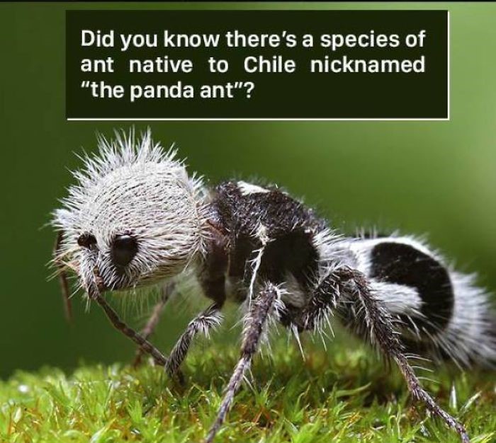 55 Weird and wonderful facts about animals. - Wow Gallery