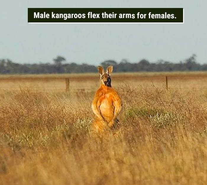 male kangaroos flex their biceps - Male kangaroos flex their arms for females.