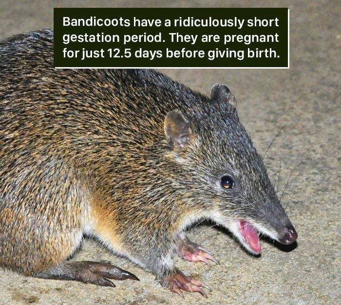terrestrial animal - Bandicoots have a ridiculously short gestation period. They are pregnant for just 12.5 days before giving birth.