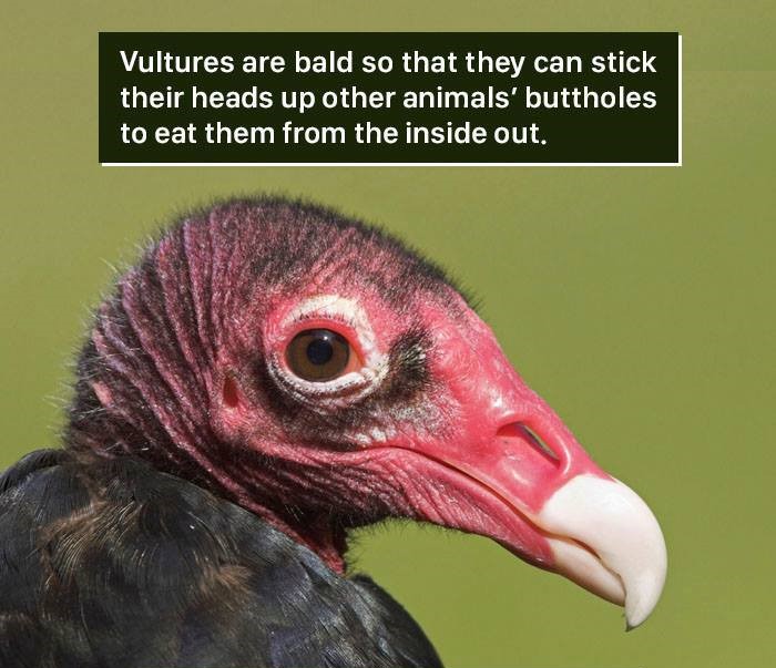 vulture bird meme - Vultures are bald so that they can stick their heads up other animals' buttholes to eat them from the inside out.